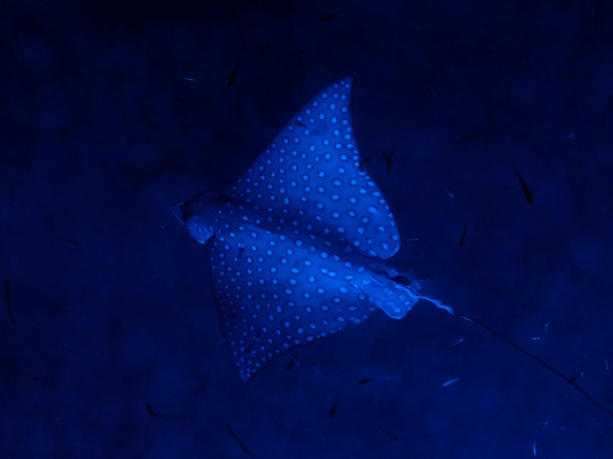 Eagle ray seen from Atila catamaran. San Blas Archipelago, Panama.
